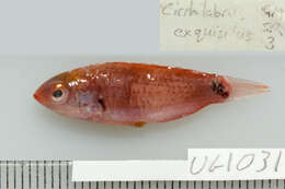 Image of Dotted wrasse