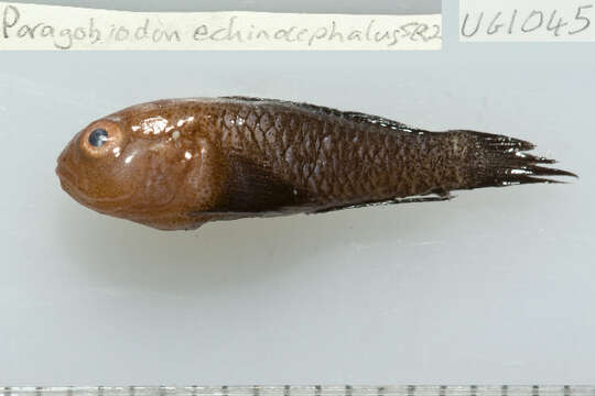 Image of Redhead goby