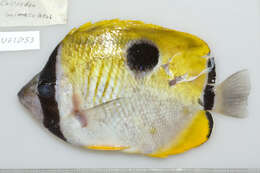 Image of Limespot Butterflyfish