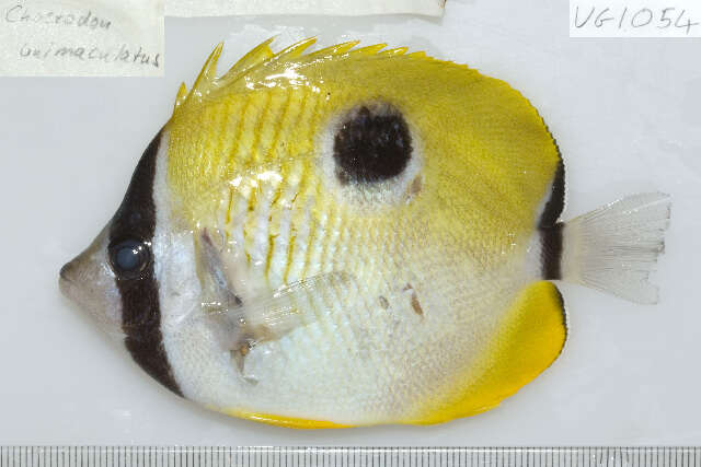 Image of Limespot Butterflyfish