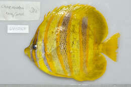 Image of Rainford's Butterflyfish