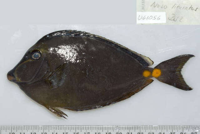 Image of Barcheek Unicornfish