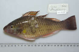 Image of King Parrotfish