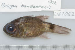 Image of Bracelet cardinalfish