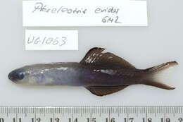 Image of Arrow dart-goby