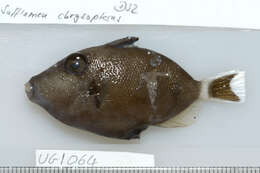 Image of Halfmoon triggerfish