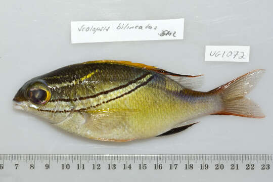 Image of two-lined monocle bream