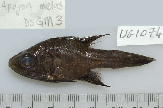 Image of Black cardinalfish