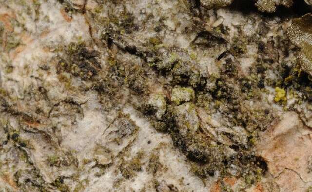 Image of scoliciosporum lichen