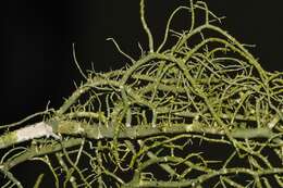 Image of Warty Beard Lichen