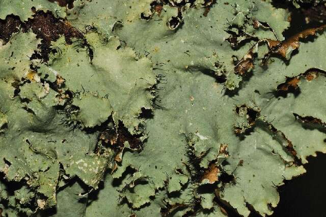 Image of parmotrema lichen