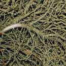 Image of beard lichen