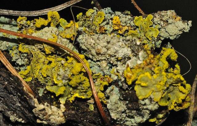 Image of Gilded Sunshine Lichen