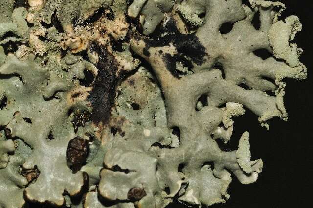 Image of Hypogymnia physodes