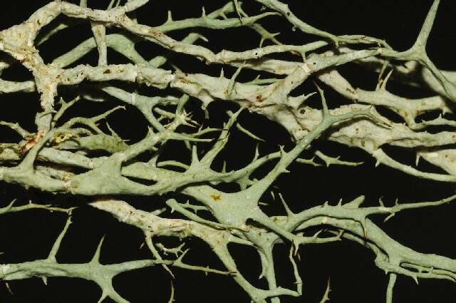 Image of Mountain oakmoss lichen