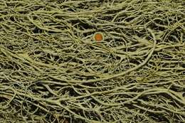 Image of witch's hair lichen