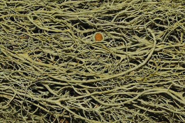 Image of witch's hair lichen