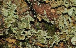 Image of finger cup lichen