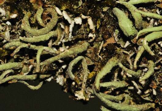 صورة Cladonia coniocraea (Flörke) Spreng.