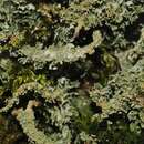 صورة Cladonia squamosa