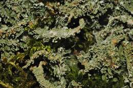 Image de Cladonia squamosa