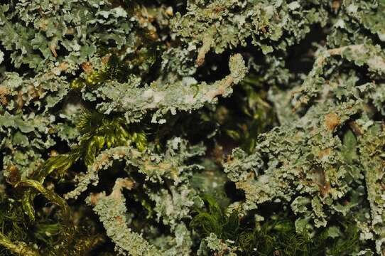 صورة Cladonia squamosa