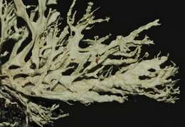 Image of cartilage lichen