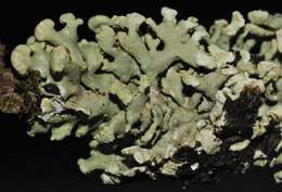 Image of Powder-headed tube lichen