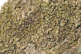 Image of hyperphyscia lichen