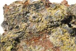 Image of lecidella lichen