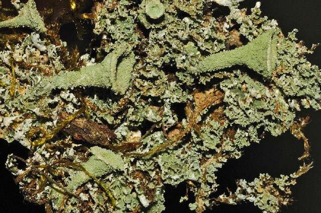 Image of Mealy Pixie-cup Lichen