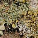 Image of Megalaria pulverea (Borrer) Hafellner & E. Schreiner