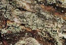 Image of loxospora lichen