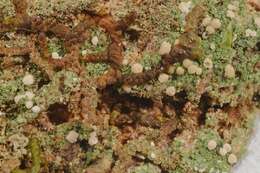 Image of dot lichen