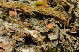 Image of dotted lichen