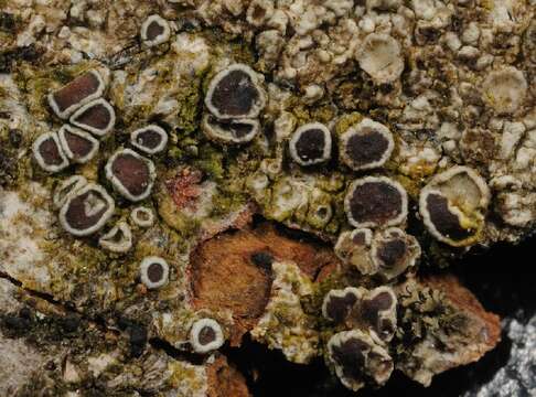 Image of Lecanora praesistens