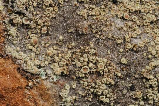 Image of rim lichen