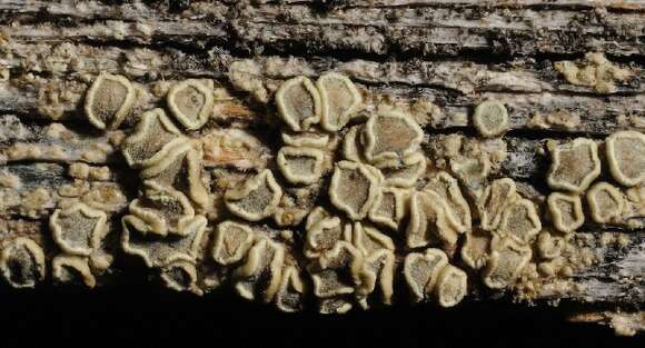 Image de Lecanora varia (Hoffm.) Ach.