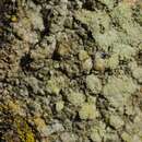 Image of <i>Lecanora allophana</i> f. <i>sorediata</i>