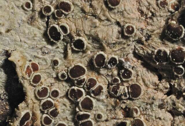 Imagem de Lecanora argentata (Ach.) Malme