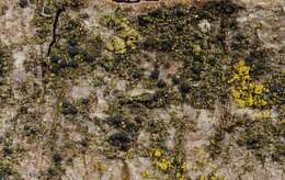 Image of scoliciosporum lichen