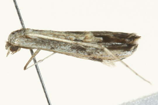 Image of Ragweed Plume Moth