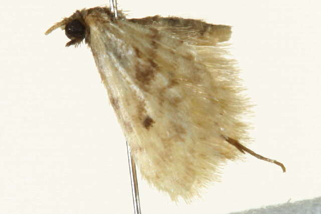 Image of Fortunate Idaea