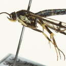 Image of <i>Synanthedon scitula</i>