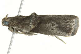 Image of Hickory Shoot Borer Moth