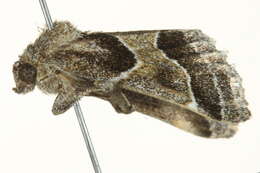 Image of <i>Schinia rivulosa</i>