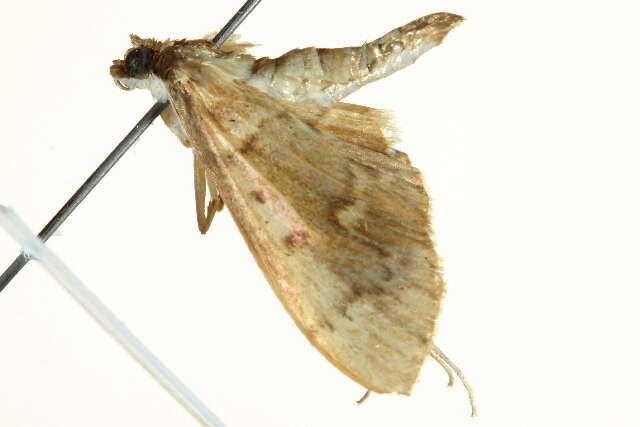 Image of Serpentine Webworm