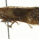 Image of <i>Eugnosta erigeronana</i>