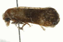 Image de <i>Eugnosta erigeronana</i>