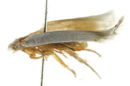 Image of Nepticulina